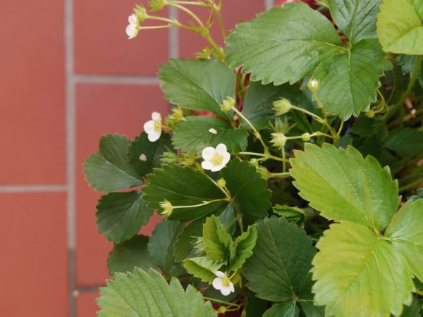 Strawberry Fields