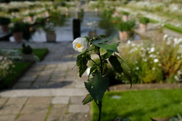 The White Garden