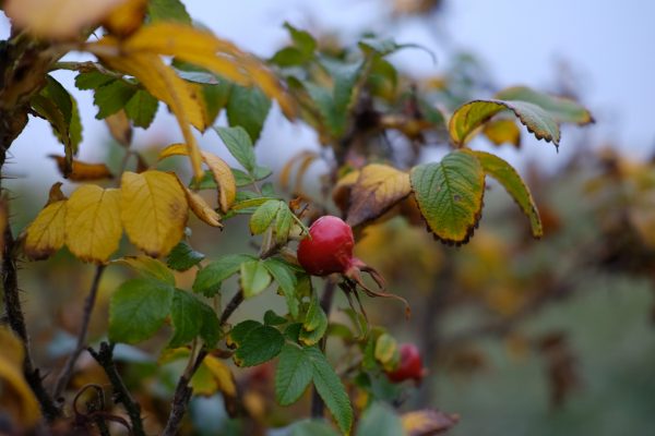 Herbstbunt