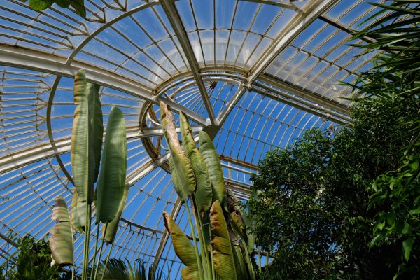 Palm House