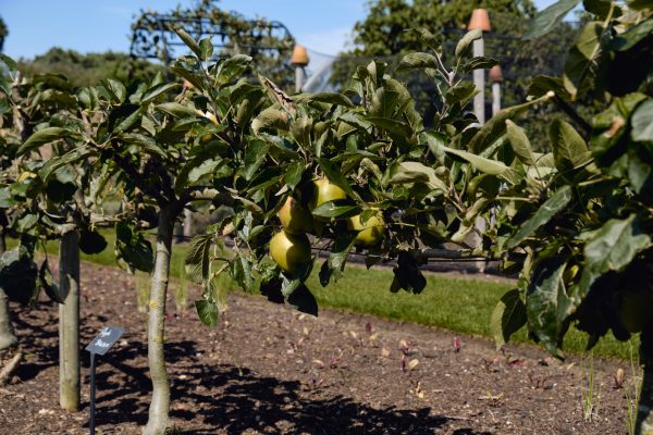 Kitchen Garden