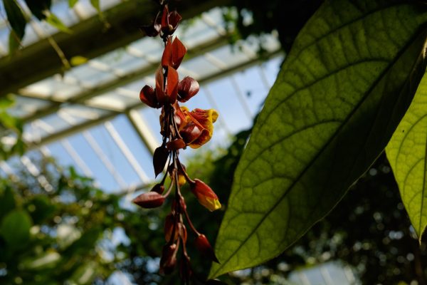 Princess of Wales Conservatory