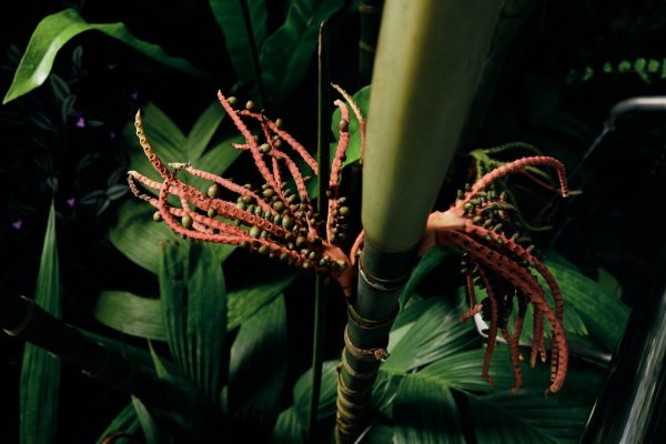 Princess of Wales Conservatory