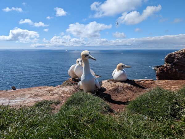 Helgoland