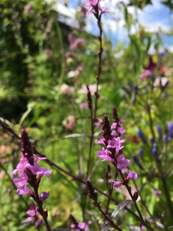 Verbena Bampton  i Krukkeriet en blomstereng på krukker i haven hos SusHaveDesign