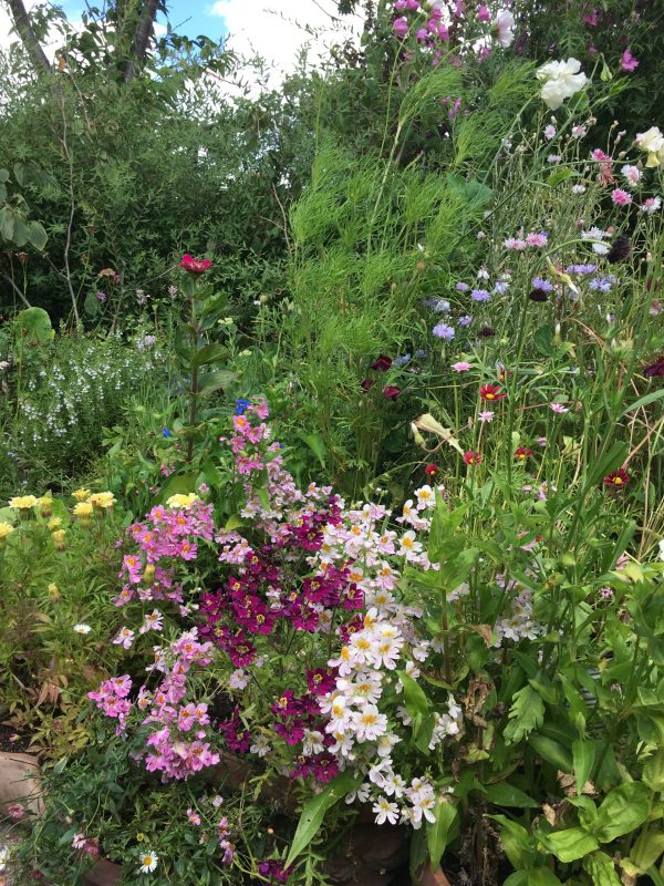 fattigmangsorkide i Krukkeriet en blomstereng på krukker i haven hos SusHaveDesign