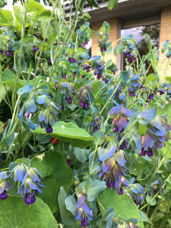 Voksurt cerinthe major purpurascens  i Krukkeriet en blomstereng på krukker i haven hos SusHaveDesign