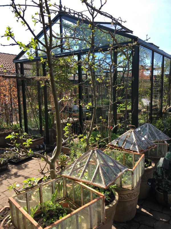 Æbleespalier danner væg ved Haverummet Morgenterrassen i haven hos SusHaveDesign