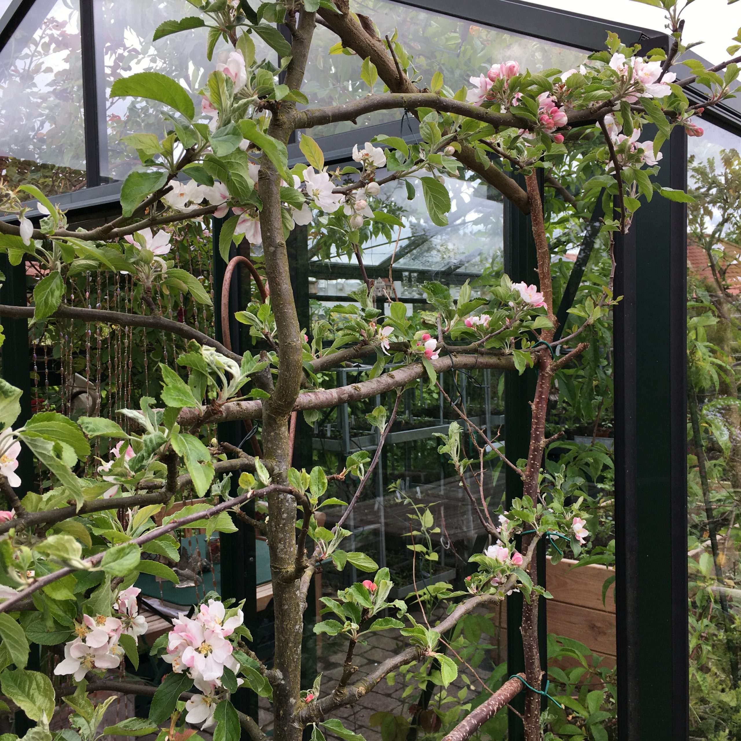 Æbletræ i blomst ved Haverummet Morgenterrassen i haven hos SusHaveDesign