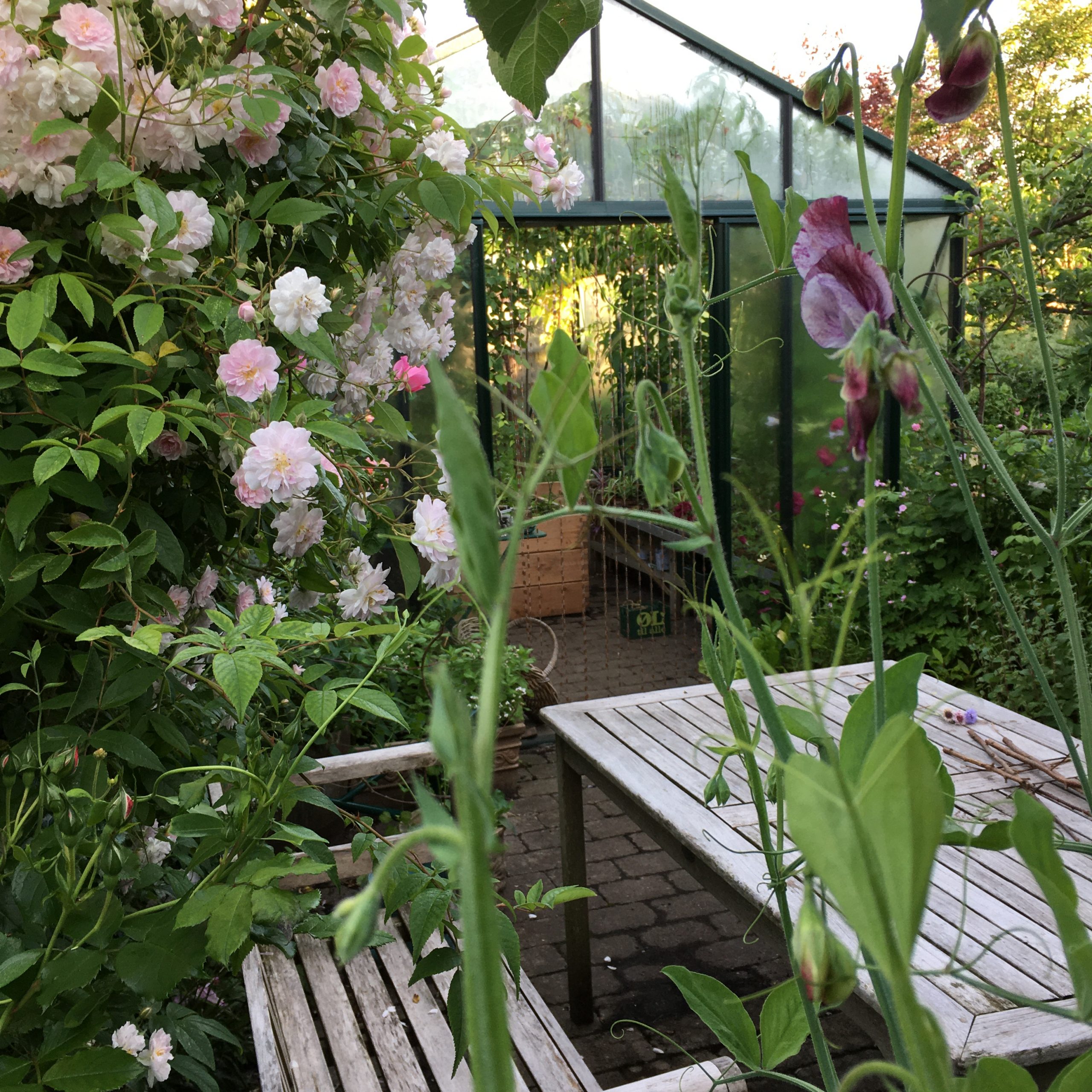 Slyngrosen Pauls himmalayan musk og ærteblomster i Haverummet Morgenterrassen i haven hos SusHaveDesign