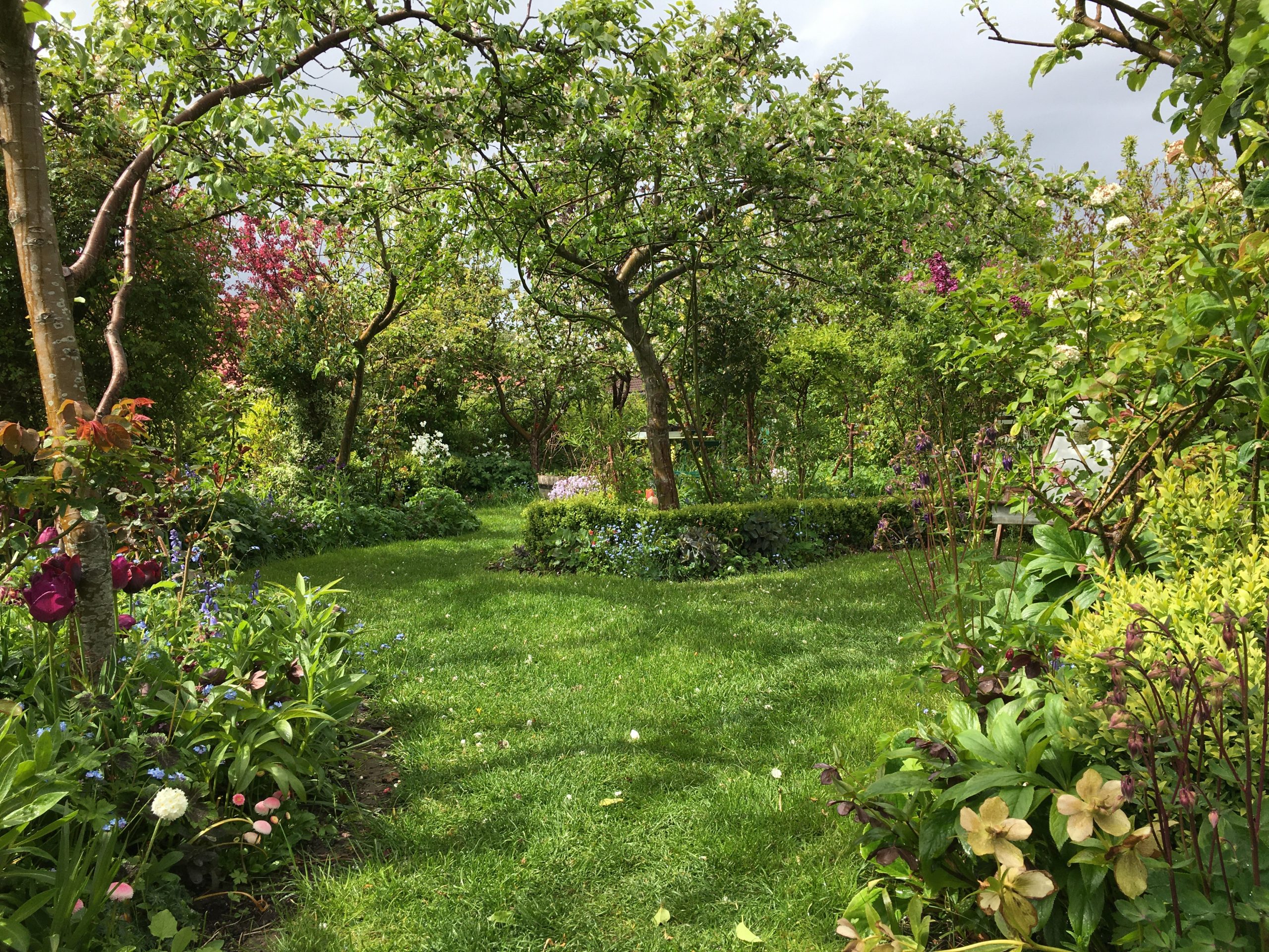Kik fra Vestterrassen mod Æbleparasollerne i maj  i haverummet Æbleparasollerne i haven hos SusHaveDesign