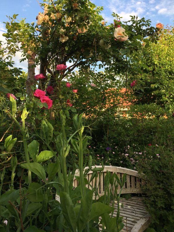 Haverummet Rosenrondellen i haven hos SusHaveDesign Frühlingsduft i blomst ved siddepladsen
