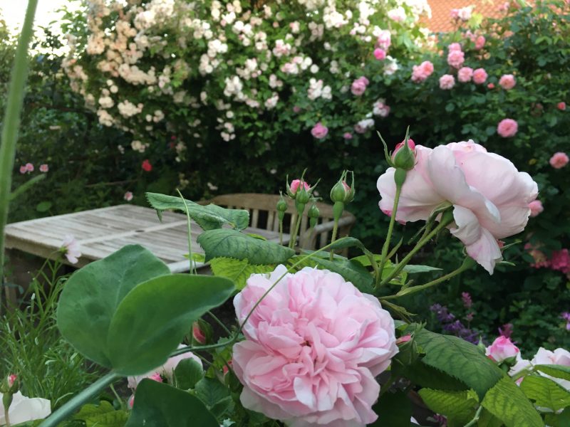 Roser i Haverummet Morgenterrassen i haven hos SusHaveDesign