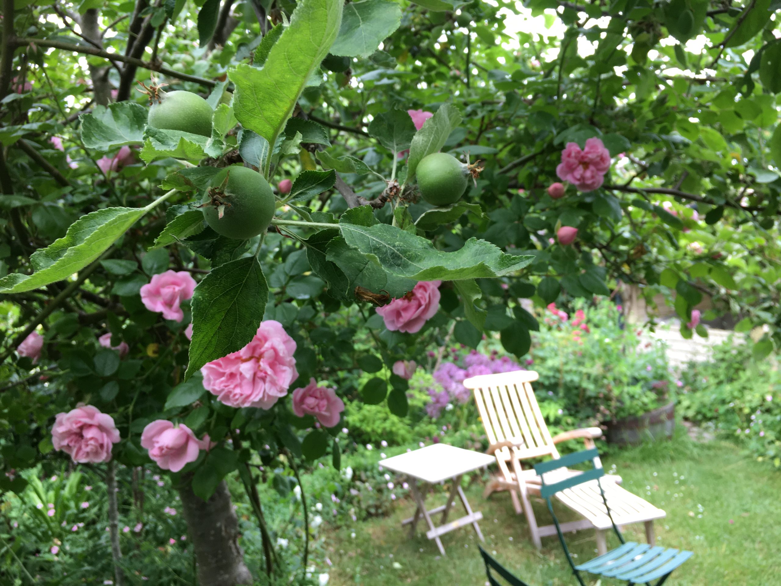 Grønne æbler og rosen Gerbe rose i blomst i æbletræet Holsteiner cox i haverummet Æbleparasollerne i haven hos SusHaveDesign