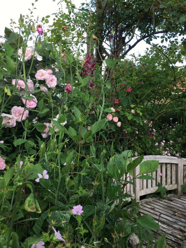 Haverummet Rosenrondellen i haven hos SusHaveDesign rose Maidens blush og ærteblomster sommer ved siddepladsen
