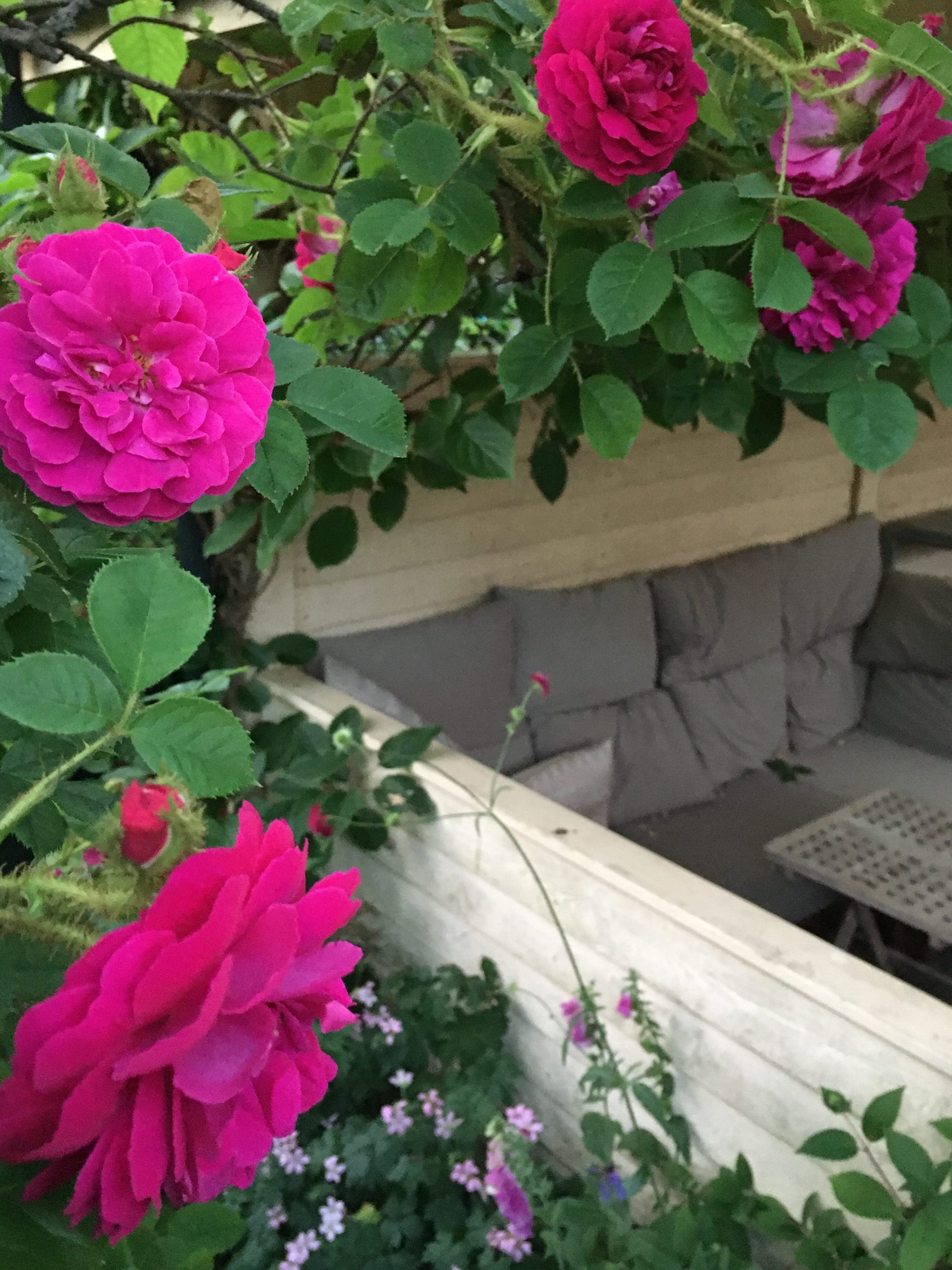 Den smukke duftende mosrose ved den overdækkede terrasse i haven hos SusHaveDesign