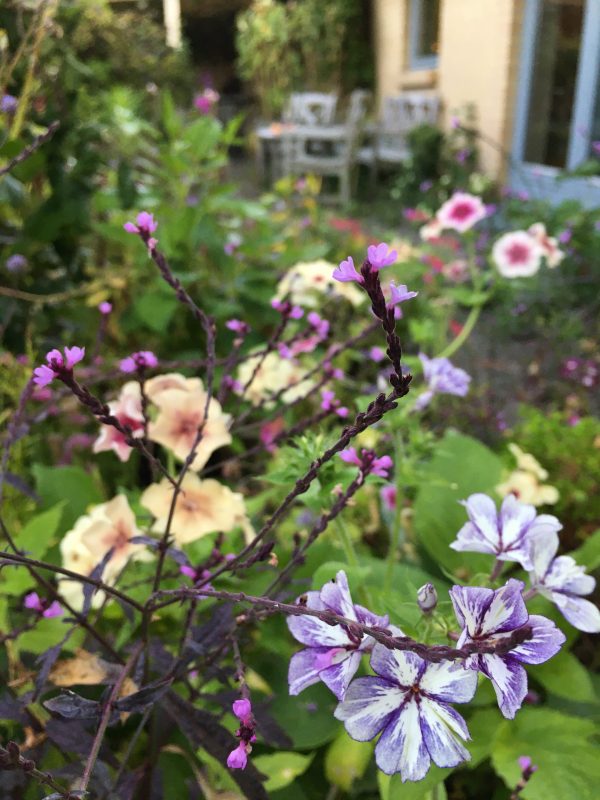 Verbena Bampton og sommerfloks  i Krukkeriet en blomstereng på krukker i haven hos SusHaveDesign