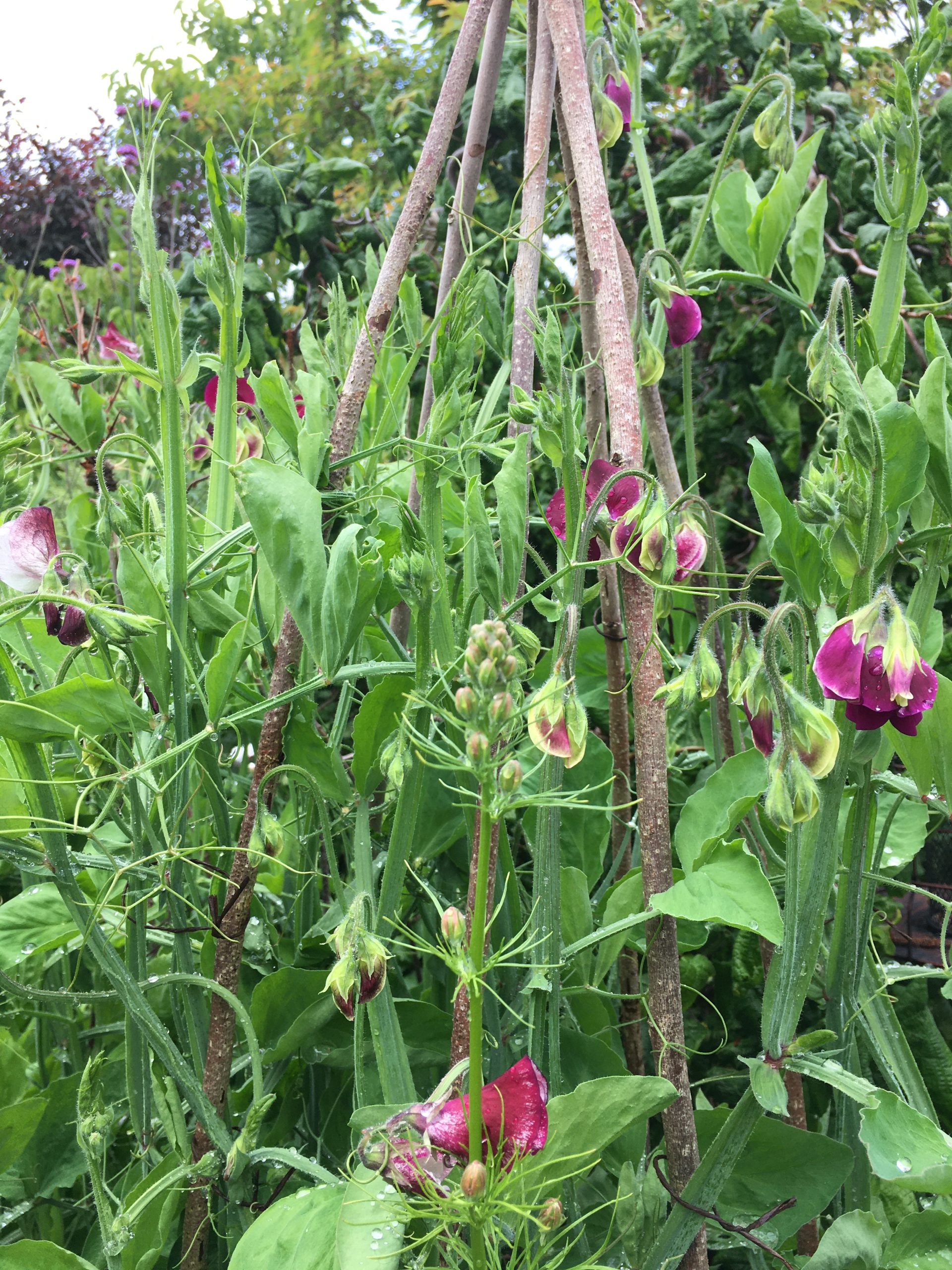 Ærteblomster lathyrus odoratus kravler op ad hasselgrene i Krukkeriet en blomstereng på krukker i haven hos SusHaveDesign