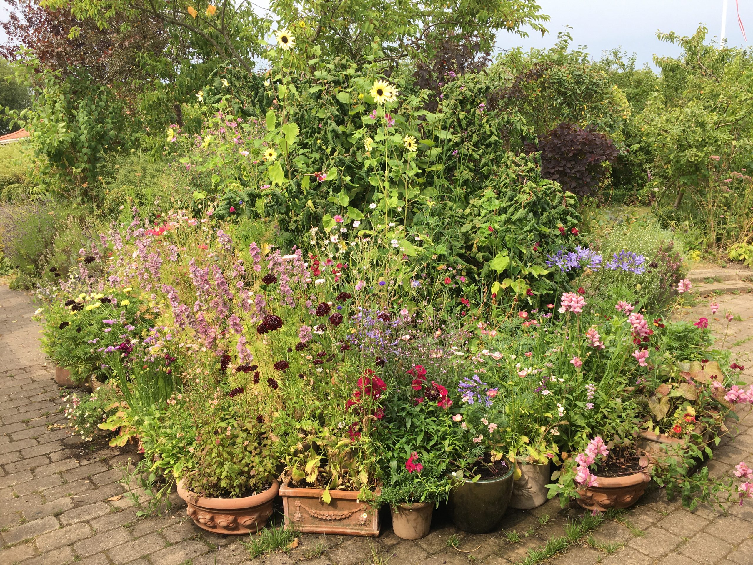 Sommer i Krukkeriet en blomstereng på krukker i haven hos SusHaveDesign