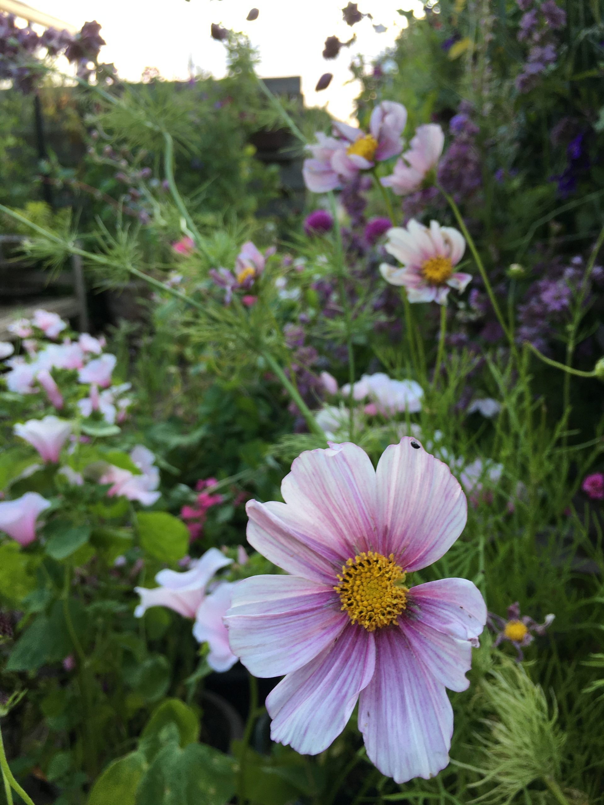 Stolt kavaler cosmos daydream i Krukkeriet en blomstereng på krukker i haven hos SusHaveDesign