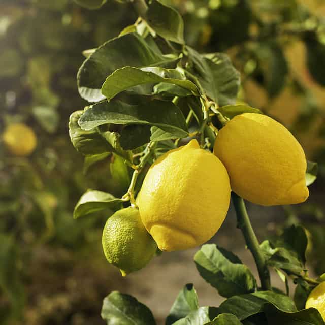 Limoneros