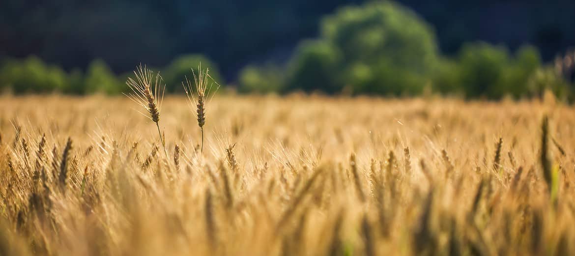 Selective shot of golden wheat in a wheat field with a blurred background