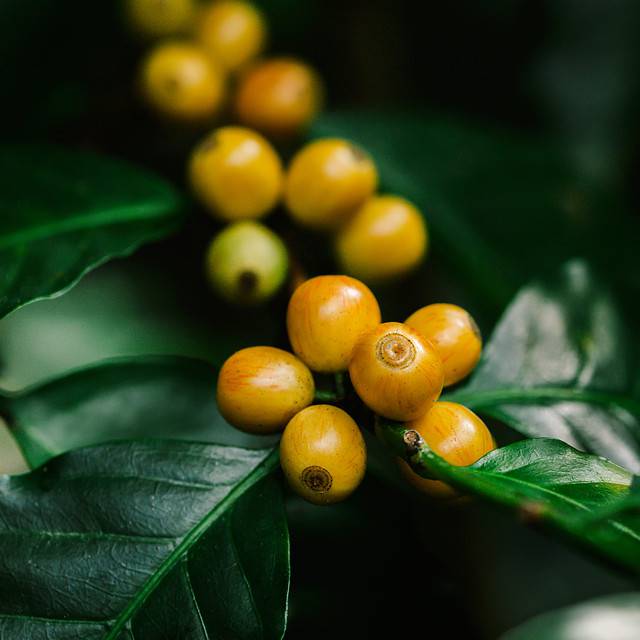 yellow catimor Coffee beans ripening on tree in North of thailan