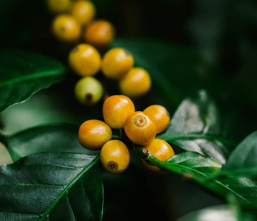 yellow catimor Coffee beans ripening on tree in North of thailan