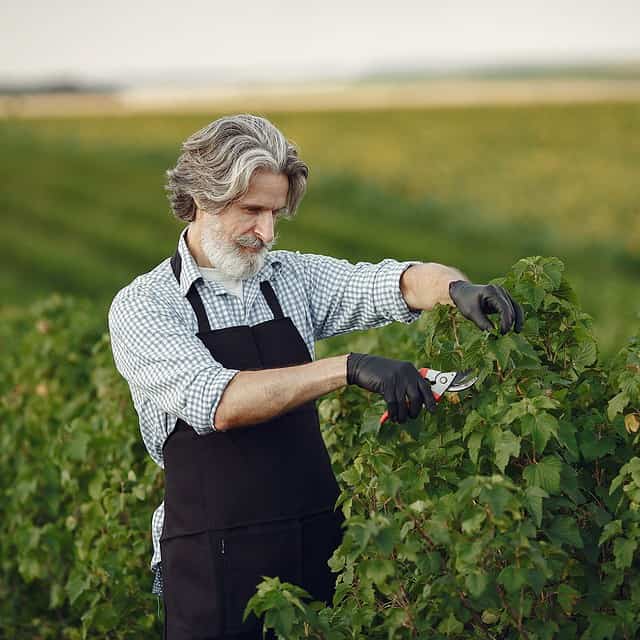 man-trimming-bough-brush-senior-black-apron