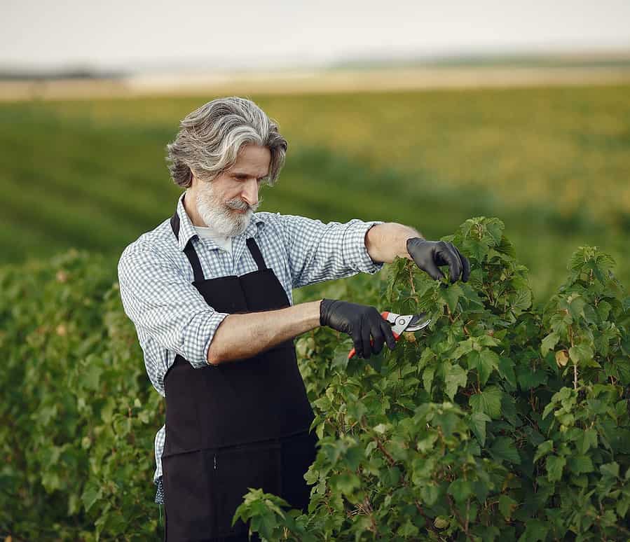 man-trimming-bough-brush-senior-black-apron