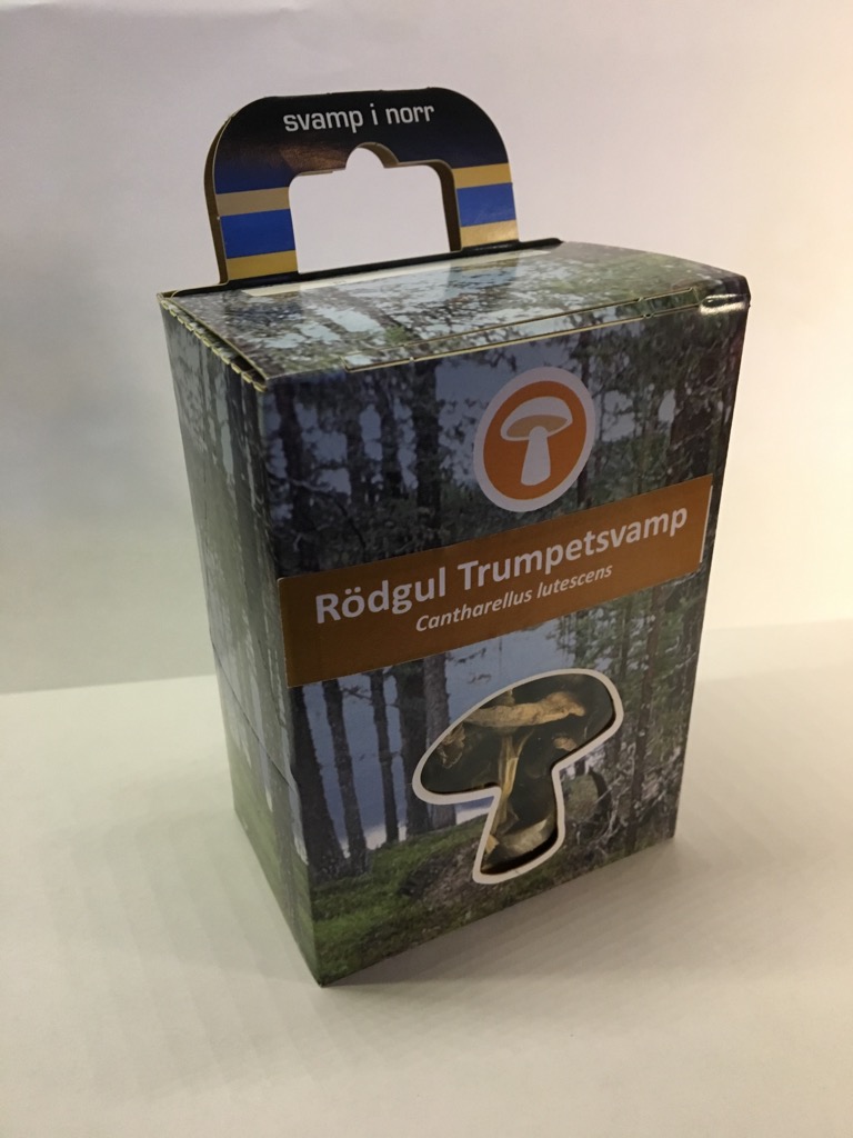 Torkad Rödgul Trumpetsvamp Svamp I Norr