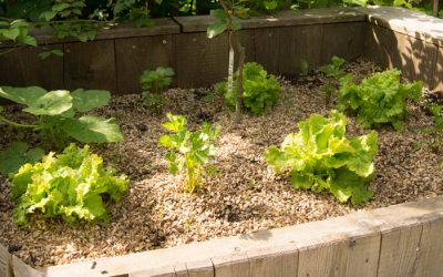 5 smart tips for better compost