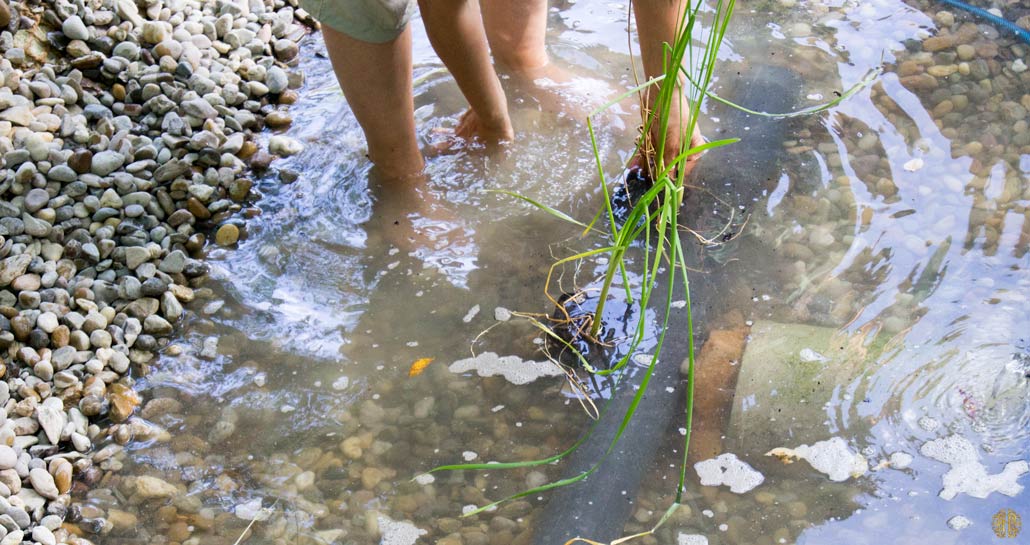 natural-pond-9