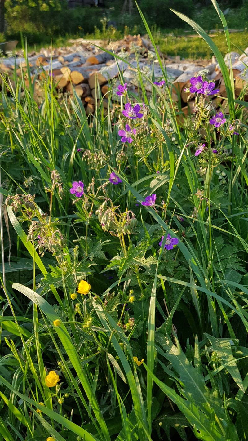 Midsommarblomster