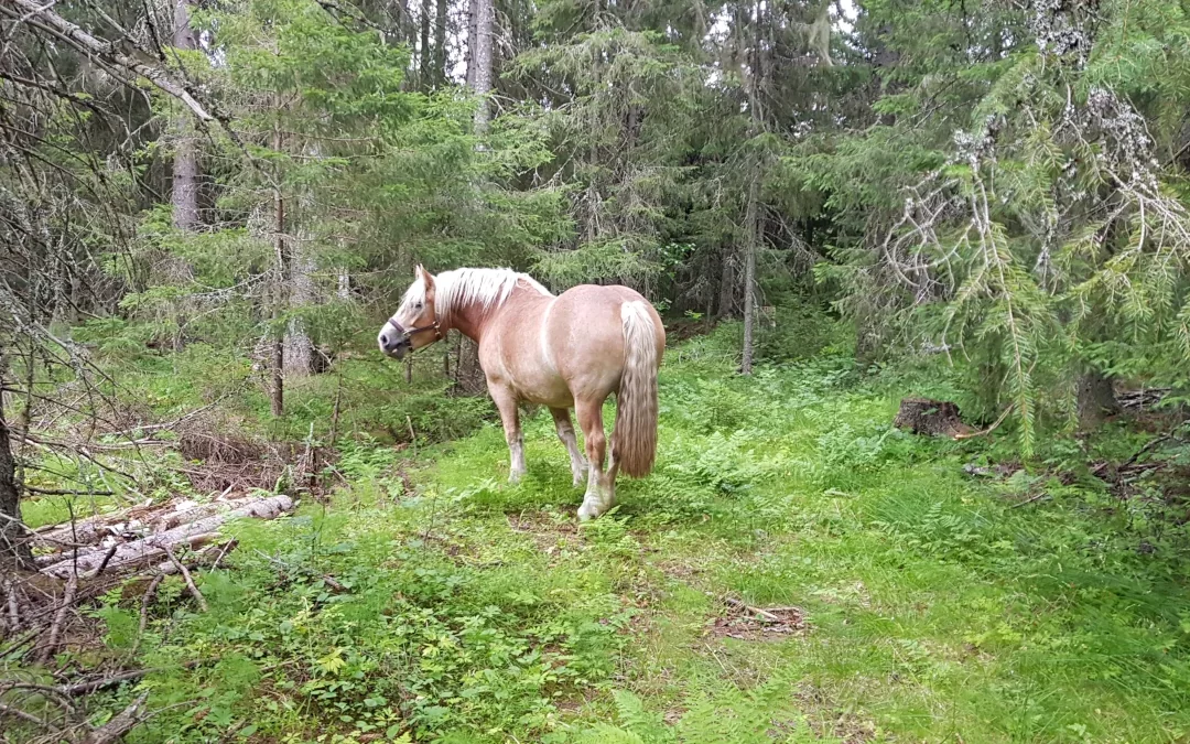 Svarttorpet på radio