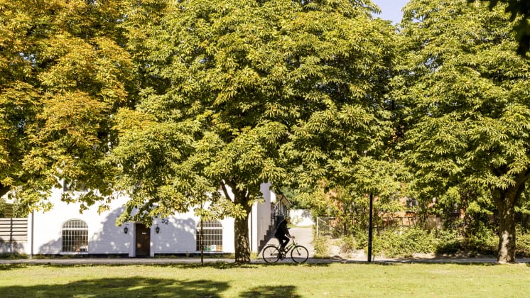 Malmö - Tree City Image