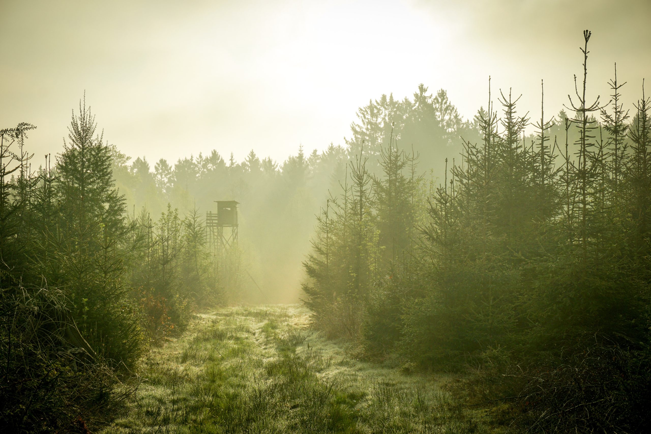 jakttorn i grön skog i morgonsol