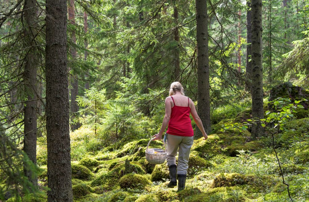 Woman picking mushrooms and berries in svartedalen