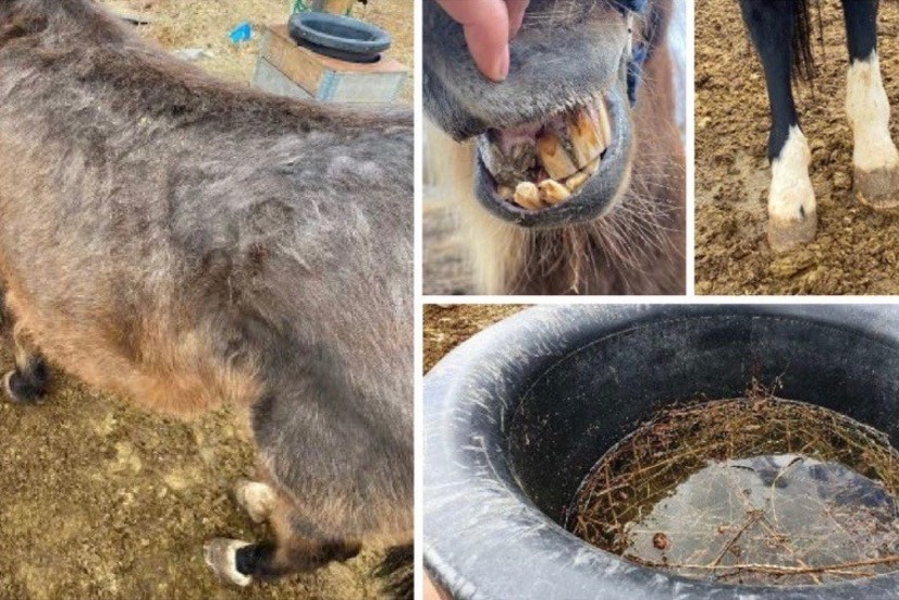 a horse with its mouth open and mouth open