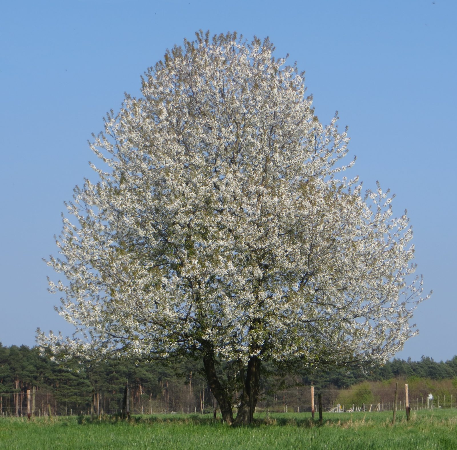 Maibaum aufstellen 2019