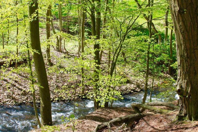 Foto Impressionen aus Buschhoven