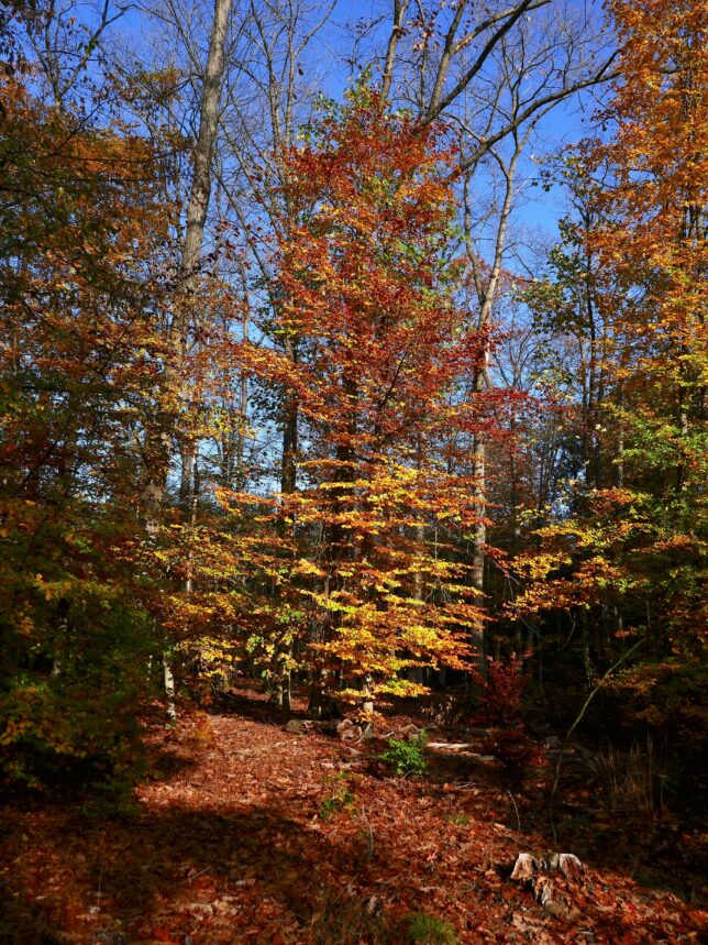 Foto Impressionen aus Buschhoven