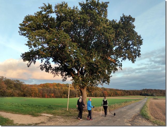 Foto Impressionen aus Buschhoven