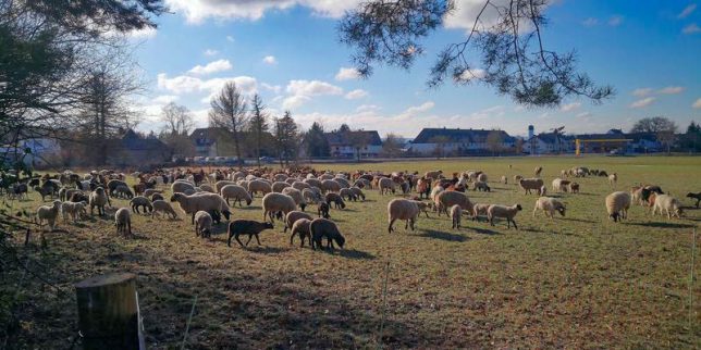 Foto Impressionen aus Buschhoven