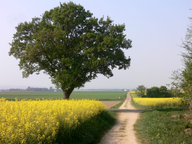 Foto- Impressionen von Buschhoven