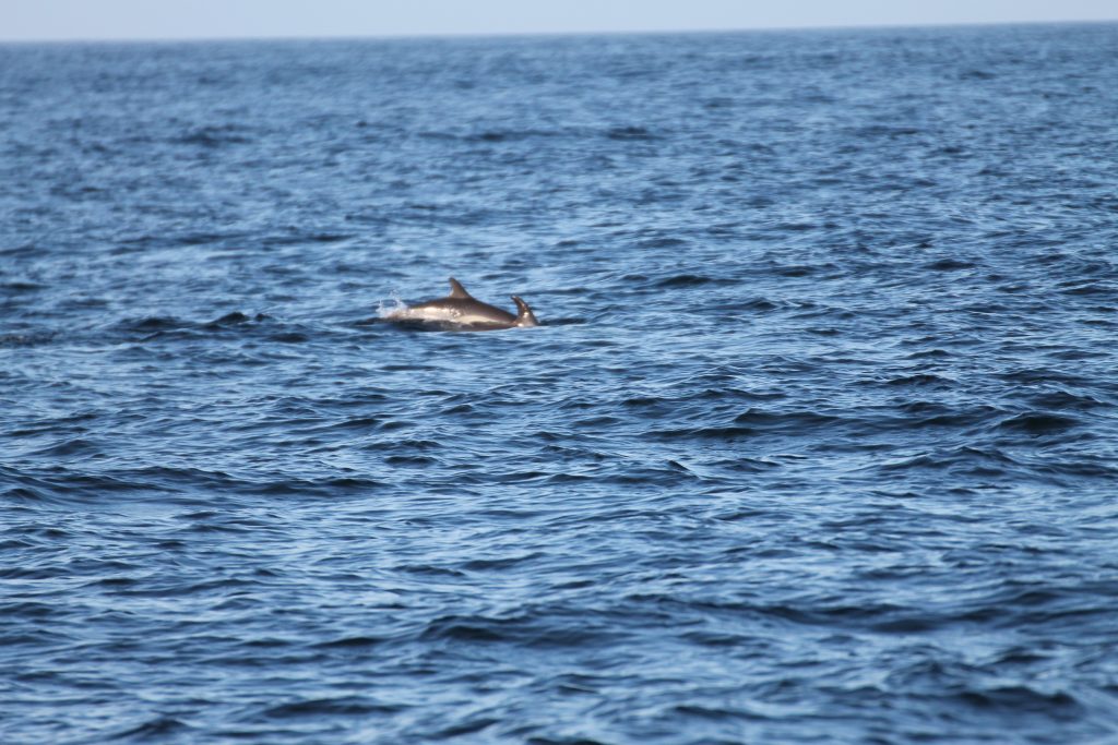 Delfiner svømmer med