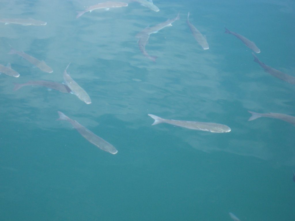 Vandet i Marina Coruña