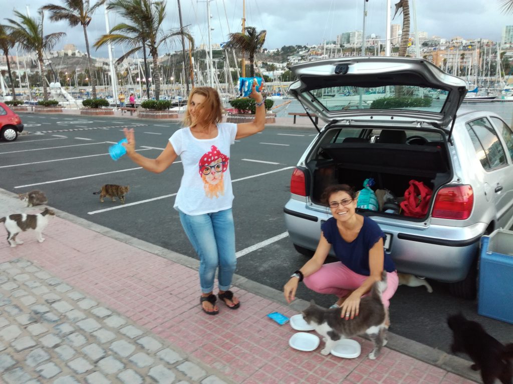 Der fodres ofte katte ved marinaen i Las Palmas