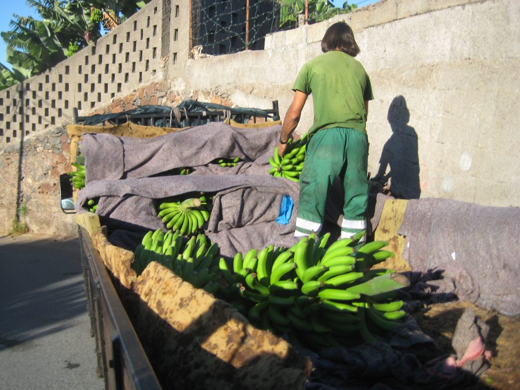 Bananhøst, Madeira