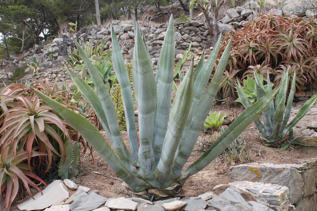 Agave